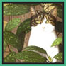 Jean-Jacques Giraud - Chat de ocuba